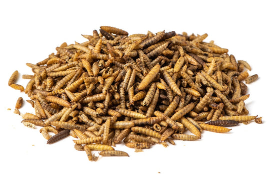 Voerwaarts | BSF larve | Calciworms | Black soldier fly larve | Kippenvoer |  5kg