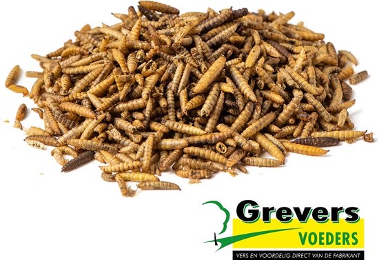 Black Soldier Fly larve ( calciworm/Nutriworm)