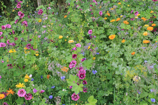 Bijenmengsel / Bloemenmengsel akkerranden meerjarig 1kg (≈ ca. 440m2)