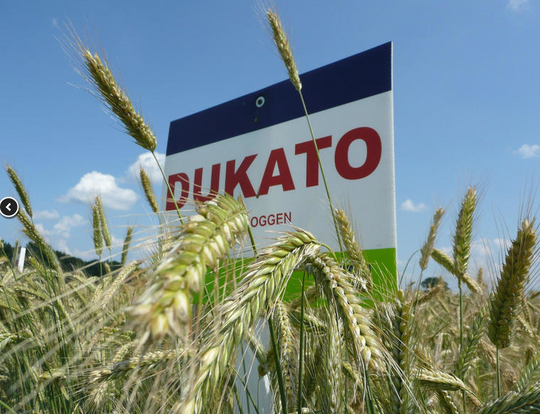 Winterrogge | Snijrogge | Groenbemester | 25kg